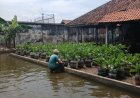 Tetap Produktif di Tengah Banjir, Warga Binaan Lapas Pekalongan Buat Pot Tanaman Terong